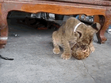Is Mine GIF - Lions Cubs Playing GIFs