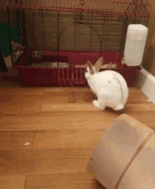 Bunny Rabbit GIF - Bunny Rabbit Hare GIFs