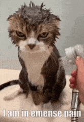 Cat Shower GIF - Cat Shower Wet GIFs