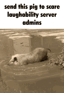 Laughability Pig GIF - Laughability Pig Boo GIFs