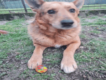 a brown dog is laying on the ground next to a ball