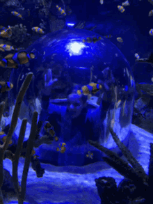 Fish Aquarium GIF - Fish Aquarium Dallas GIFs
