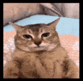 a close up of a cat being petted by someone 's hand