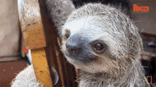 Curious International Sloth Day GIF - Curious International Sloth Day Dude GIFs