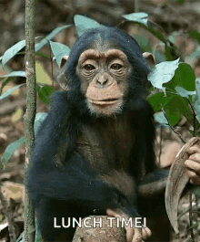 Monkey Eating GIF - Monkey Eating Wild Life GIFs