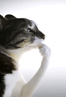 a black and white cat with its paw on its face