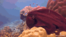 octopus marine life underwater thailand