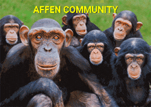 Affen Community GIF - Affen Community Community Affe GIFs
