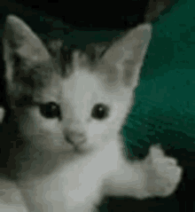 Cat Thumbs Up GIF - Cat Thumbs Up Cute Cat GIFs