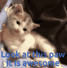 Kitten Paw GIF - Kitten Paw Awesome GIFs