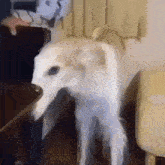 a white dog is standing next to a person in a room and looking at the camera .