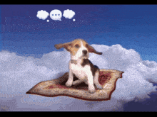 a dog is sitting on a carpet in the sky