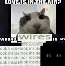 a picture of a cat with the words `` love is in the air ? wrong wires in my wireless device '' .