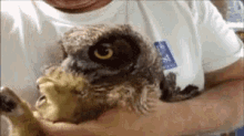 Owl Zoom GIF - Owl Zoom In GIFs