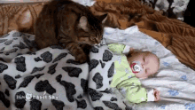 This Small Human Shall Make A Fine Pillow  GIF - Cat Baby Cuddle GIFs