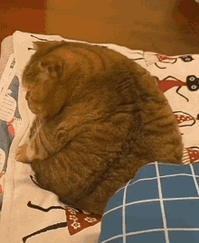 What Huh GIF - What Huh Fat Cat GIFs