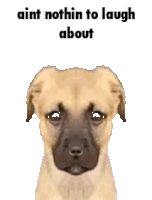 a picture of a dog with the words ain t nothin to laugh about above it