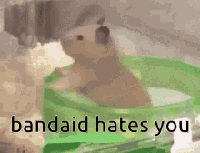 Bandaid Hamster Oldbandaid GIF - Bandaid Hamster Oldbandaid Bandaid Hates You GIFs