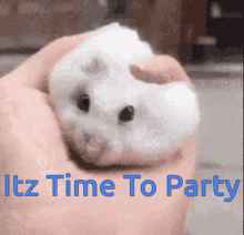Party Time Itz Time To Party GIF - Party Time Itz Time To Party Hamster GIFs