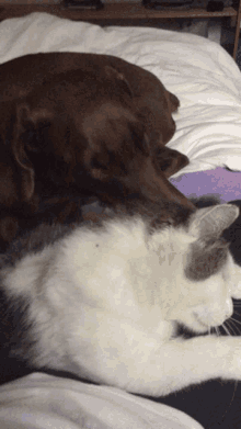 cats and dogs lick sweet