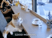 coffee lazy cat good morning