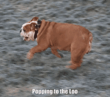 Popping To The Loo Namoi GIF