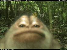 a close up of a monkey 's face with the year 2014 on it