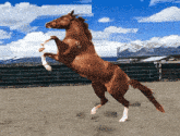 a brown horse standing on its hind legs in a dirt field