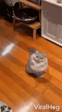 Smirking Cat Viralhog GIF - Smirking Cat Viralhog Smiling GIFs