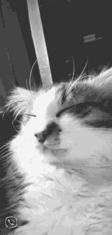 a black and white photo of a cat with a phone icon