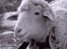 Sheep Chewing GIF