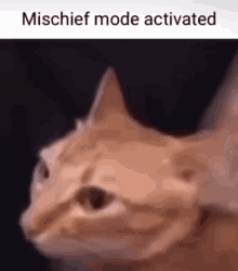 Mischeif Mode Activated GIF - Mischeif Mode Activated GIFs