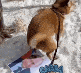 a dog on a leash standing in the snow next to a picture of a man and the word cnaba