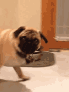 10 GIF - Dog Pug Angry GIFs