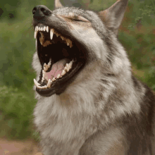 wolf laugh wolf