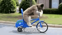 bike dog pedal silly balance