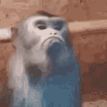 Macaco Gjirlfriend GIF - Macaco Gjirlfriend GIFs