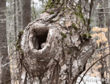 Peeking Squirrel Viralhog GIF