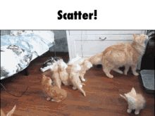Scatter Cats GIF