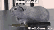 You Mothafucka GIF - You Mothafucka Motherfucker GIFs