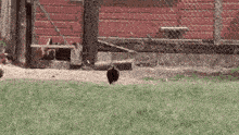 a chicken standing in the grass in front of a fence