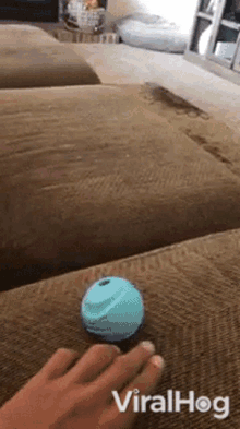 Dog Dives Into Couch Viralhog GIF - Dog Dives Into Couch Viralhog Catching The Ball GIFs