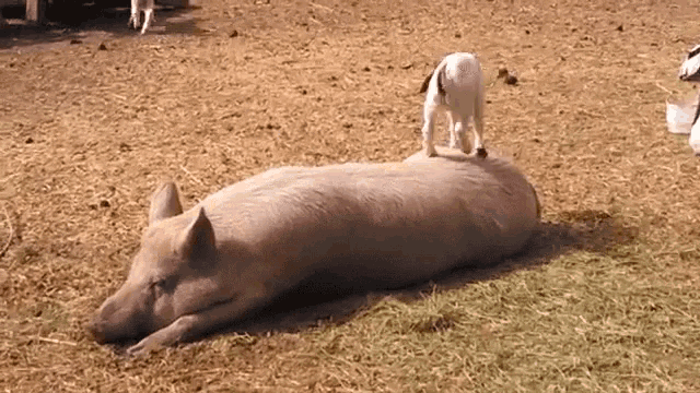 PKPK01 Funny Animals GIF - PKPK01 FunnyAnimals WhenYouGotFreshSheets -  Discover & Share GIFs