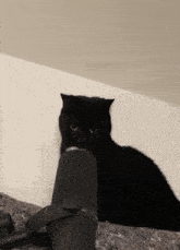 Black Cat GIF - Black Cat Microphone GIFs