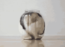 I'M Almost There! ^^ GIF - Cats Cute Cat In A Jar GIFs