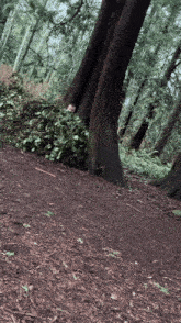 a tree in the middle of a forest with a lot of leaves on the ground