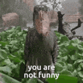 You Are Not Funny Shoebill GIF - You Are Not Funny Shoebill Stork GIFs
