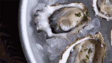 oyster fresh food porn kerang tiram