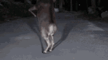 Wasted Hungover GIF - Wasted Hungover Dance GIFs