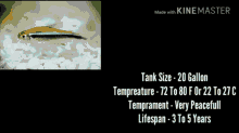 How Long Do Tetra Fish Live GIF - How Long Do Tetra Fish Live GIFs